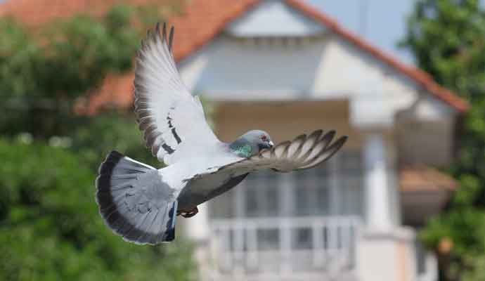 homing pigeon bird flying in home village