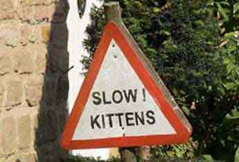 slow kittens sign