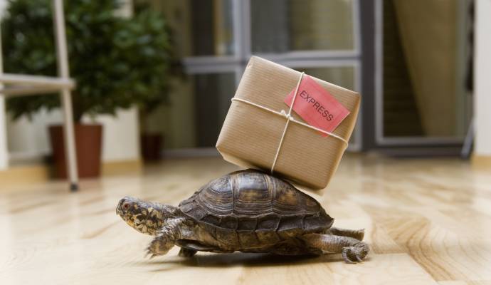 tortoise carrying box for express delivery