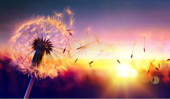 dandelion seeds blowing in sun