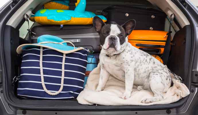 dog in car boot