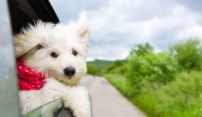 couriers near me and dog with head out of car window