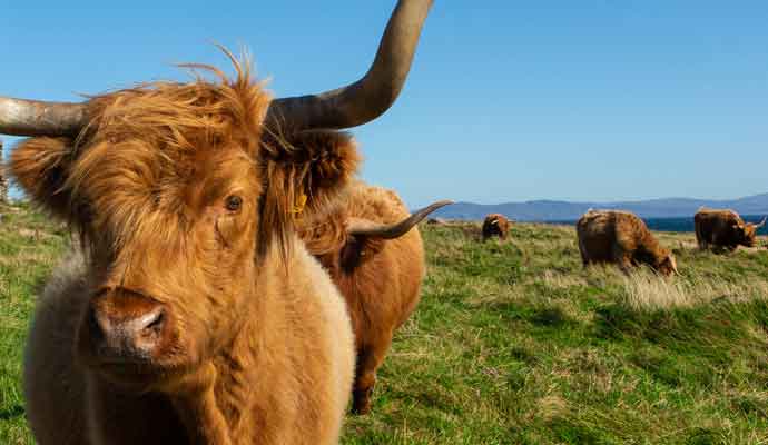 Highland cattle