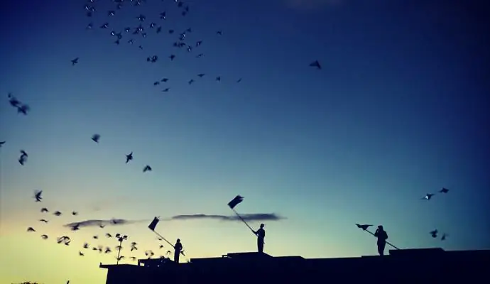 messenger pigeons